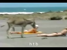 蓬鬆的小雞